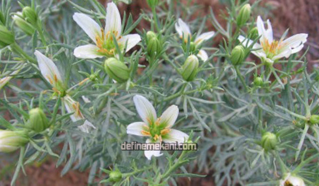 970702_14e7d3614519b3442c1856739a4c1e9e_640x640.jpg 970702_14e7d3614519b3442c1856739a4c1e9e_640x640.jpg