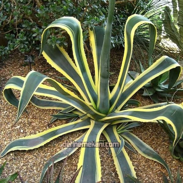 agave-a-marginata.jpg agave-a-marginata.jpg