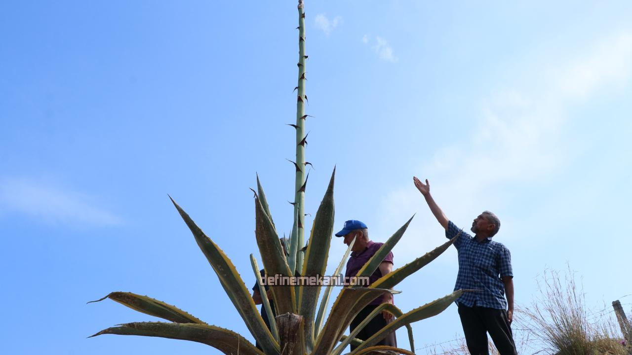 agave -sabır çiçeği.jpg agave -sabır çiçeği.jpg