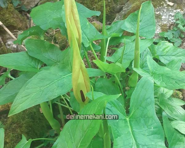 arum maculatum - yılan dili.jpg arum maculatum - yılan dili.jpg