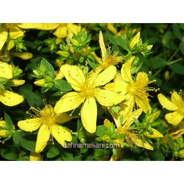 kantaron çiçeği.jpg kantaron çiçeği.jpg