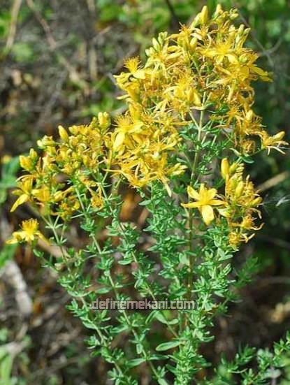 kantaron.jpeg kantaron.jpeg