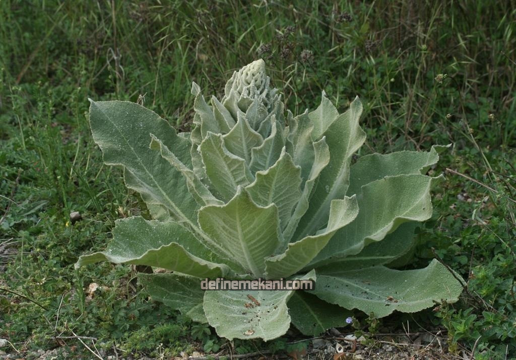 sığır kuyruğu.jpg sığır kuyruğu.jpg