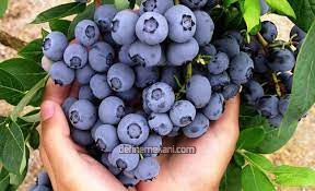 taban mersini.jpg taban mersini.jpg