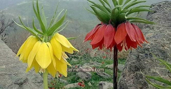 ters lale.jpg ters lale.jpg