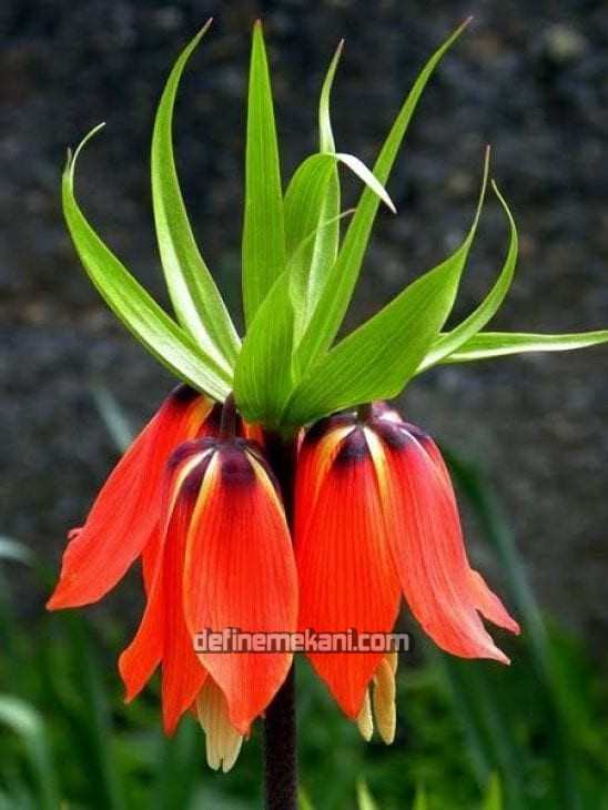 ters lalel.jpg ters lalel.jpg