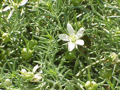 uzerlik.gif uzerlik.gif