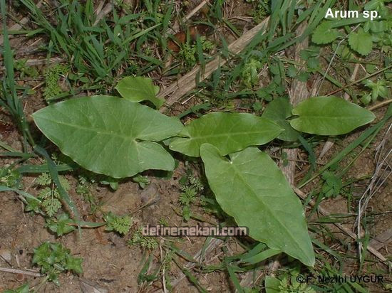 yılan dili otu.jpg yılan dili otu.jpg