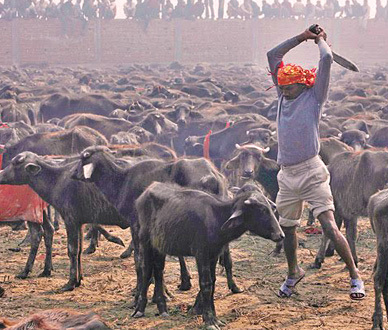 Nepal_gadhimai_sm_5.jpg