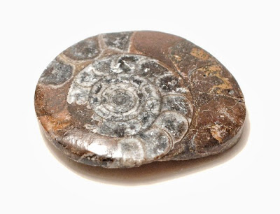 ammonite.jpg