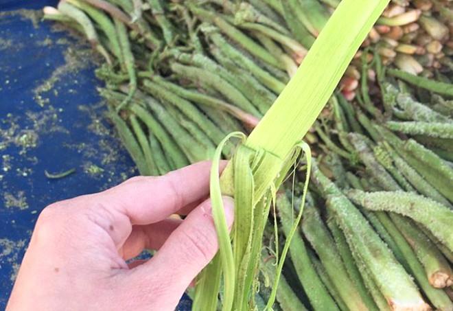 Mide bulantınızı geçirir Mide bulantınızı geçirir